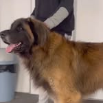 Großer Hund nach der Pflege
