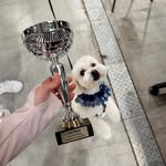 Hund mit Pokal im Plush Salon