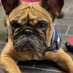 Französische Bulldogge